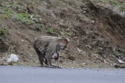 Audi Great India quattro Drive 3 photo gallery  